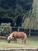 Jeune poney &agrave; vendre - 1 an - Pepito recherche famille 