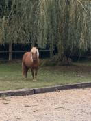 Jeune poney &agrave; vendre - 1 an - Pepito recherche famille 