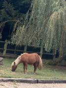Jeune poney &agrave; vendre - 1 an - Pepito recherche famille 