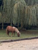 Jeune poney &agrave; vendre - 1 an - Pepito recherche famille 