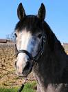 A vendre Poney entier 3 ans