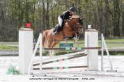 Poney hongre 7 ans