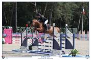 Poney hongre 7 ans