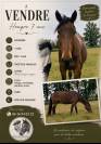 Cheval de loisir 