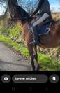 Cheval de loisir 