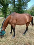 Cheval de loisir 