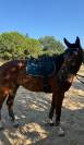 OPPORTUNIT&Eacute; - MAGNIFIQUE CHEVAL DE 7ans - CSO/CCE&hellip;