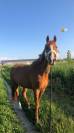 Cheval &agrave; louer
