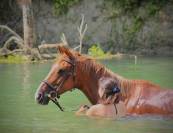 Cheval &agrave; louer
