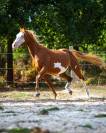 Magnifique poulain paint horse pp