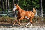 Magnifique poulain paint horse pp