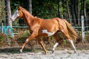 Magnifique poulain paint horse pp