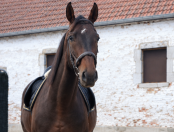Hannovrien avec  Lign&eacute;e de champion 