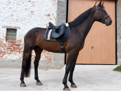 Hannovrien avec  Lign&eacute;e de champion 