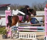 &Eacute;talon poney Welsh A 