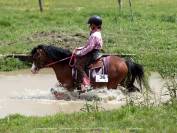 &Eacute;talon poney Welsh A 
