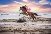 &Eacute;talon poney Welsh A 