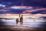 &Eacute;talon poney Welsh A 