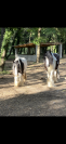 Vends poney adorable 