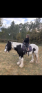 Vends poney adorable 