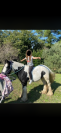 Vends poney adorable 