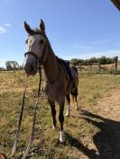 Cheval de 3 ans