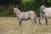 Poney HIGHLAND