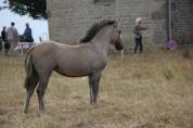 Poney HIGHLAND