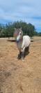 Poney HIGHLAND