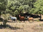 Pension chevaux en troupeau 15 hectares 
