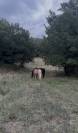 Pension chevaux en troupeau 15 hectares 