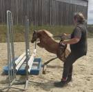 Groom maison concours ou cavalier soigneur 