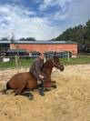 Groom maison concours ou cavalier soigneur 