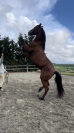 Groom maison concours ou cavalier soigneur 