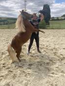 Groom maison concours ou cavalier soigneur 