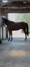 Hongre AA &agrave; vendre 