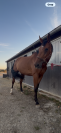 Hongre AA &agrave; vendre 