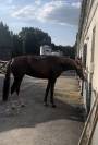 jument amateur &agrave; vendre 