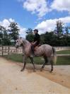 Merlin &ndash; cheval polyvalent mont&eacute; et attel&eacute;