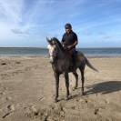Merlin &ndash; cheval polyvalent mont&eacute; et attel&eacute;