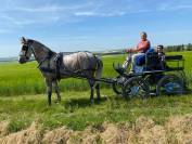 Merlin &ndash; cheval polyvalent mont&eacute; et attel&eacute;
