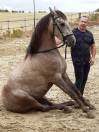 Merlin &ndash; cheval polyvalent mont&eacute; et attel&eacute;