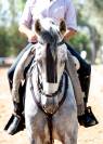 Caballo Cruzado 