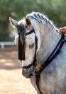 Caballo Cruzado 