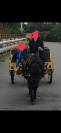 Deux adorables poneys 3 ans