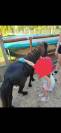 Deux adorables poneys 3 ans