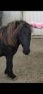 Deux adorables poneys 3 ans