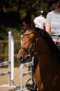 Ponette D 5 ans &agrave; vendre pour p1/elite 