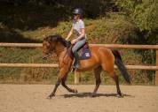 Ponette D 5 ans &agrave; vendre pour p1/elite 