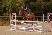 Ponette D 5 ans &agrave; vendre pour p1/elite 